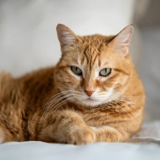 Cat-sitting
