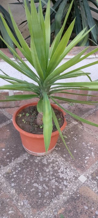 Planta de Yuca en Maceta