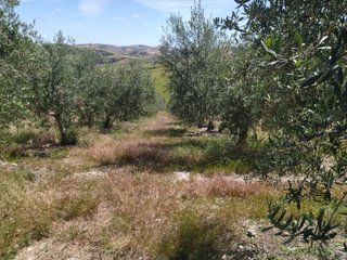 Terreno de secano en venta en Montellano