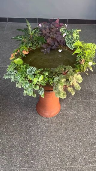 Maceta autosuficiente con plantas vivas y musgo