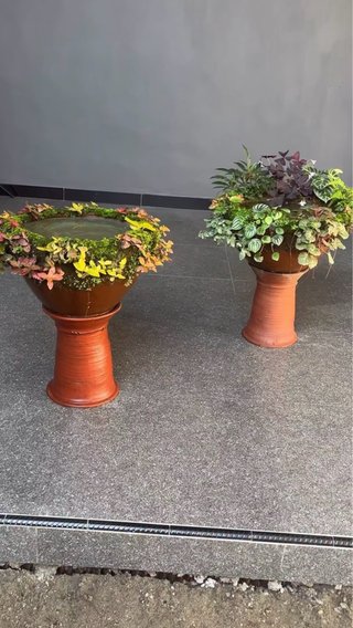 Maceta autosuficiente con plantas vivas y musgo
