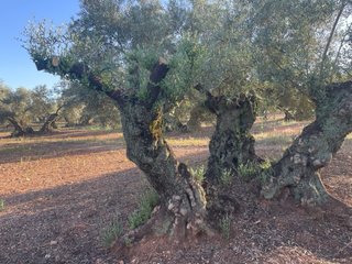 Estacas de olivo centenario