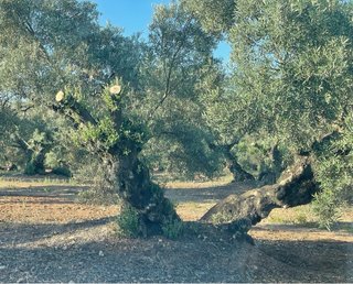 Estacas de olivo centenario