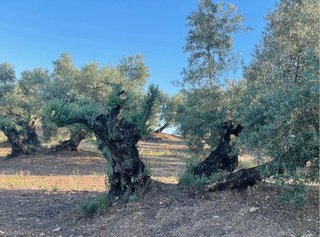 Estacas de olivo centenario