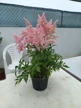 Planta Astilbe Rosa