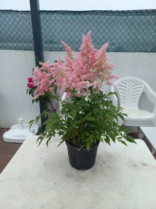 Planta Astilbe Rosa