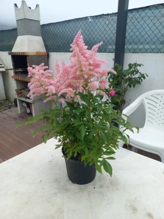 Planta Astilbe Rosa