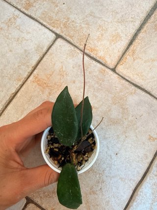 Hoya Patella White