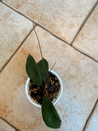Hoya Patella White