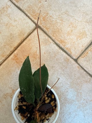 Hoya Patella White