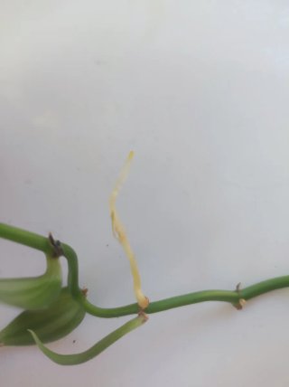 Pianta di Orchidea Vanilla