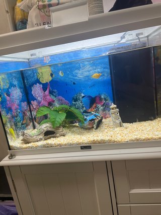 Pecera con accesorios. 50 l