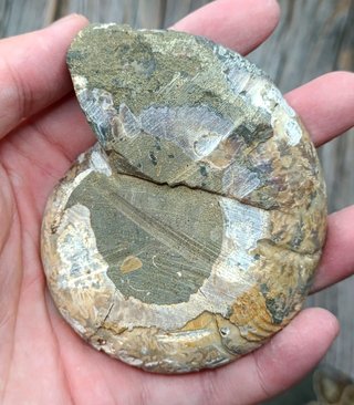 Ammonite Fósil Cortado