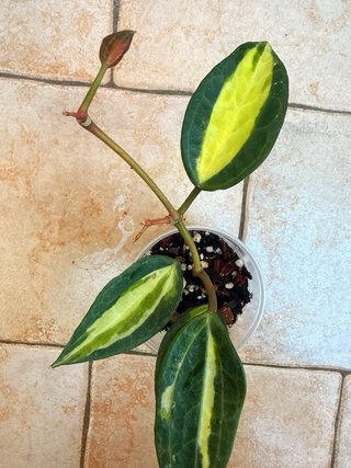 Hoya Pot Of Gold