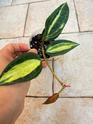 Hoya Pot Of Gold