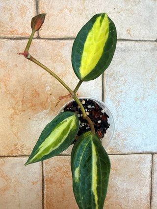 Hoya Pot Of Gold
