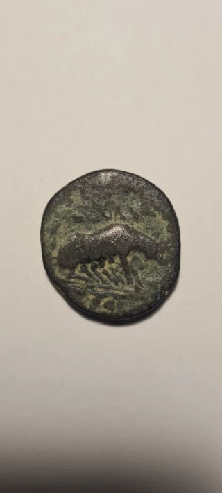 Moneda Ibérica con loba amamantando.