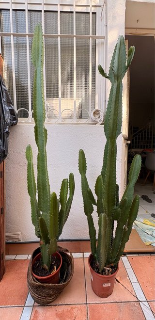 Lote 2 Euphorbias cactus candelabro 1,70m