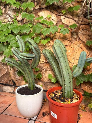 Lote 2 cactus candelabro azul