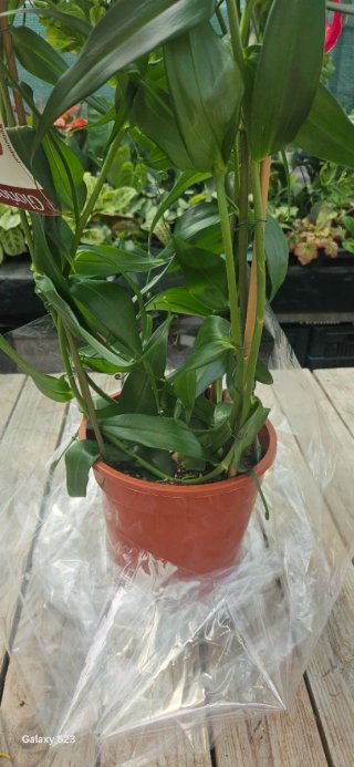 Gloriosa