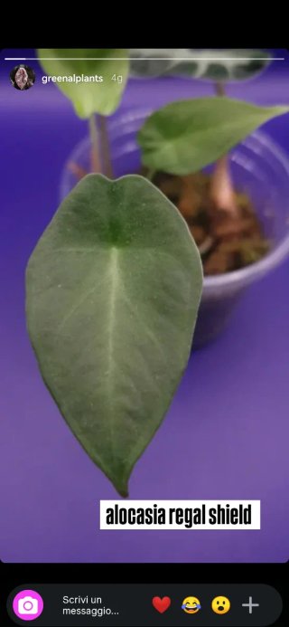 Piantine tropicali mix prenotato