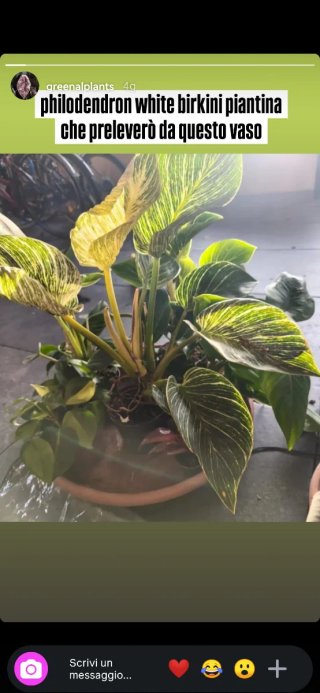 Piantine tropicali mix prenotato
