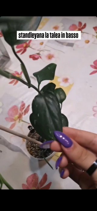 Piantine tropicali mix prenotato