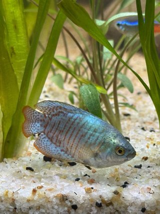 Acuario 200L Cristal Óptico