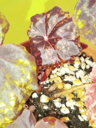 Begonia Ban Ban Spring de  Colección