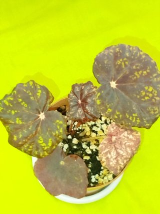 Begonia Ban Ban Spring de  Colección