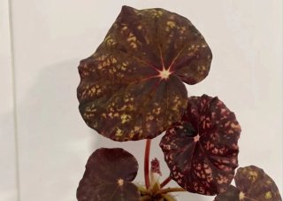 Begonia Ban Ban Spring de  Colección