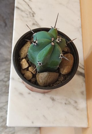 Cactus Myrtillocactus Geometrizans (Mirto Azul)