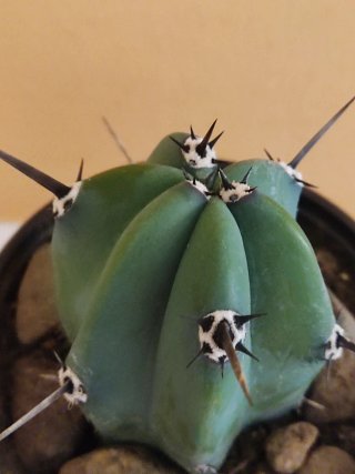 Cactus Myrtillocactus Geometrizans (Mirto Azul)