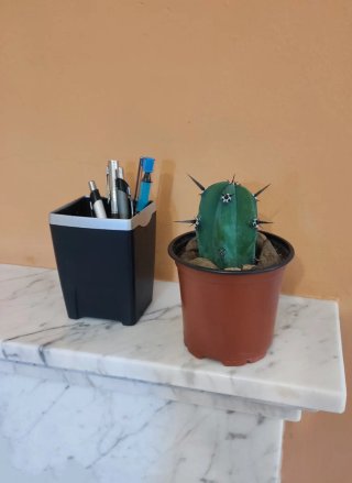 Cactus Myrtillocactus Geometrizans (Mirto Azul)