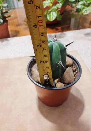 Cactus Myrtillocactus Geometrizans (Mirto Azul)