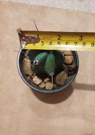 Cactus Myrtillocactus Geometrizans (Mirto Azul)