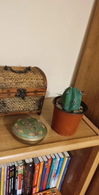 Cactus Myrtillocactus Geometrizans (Mirto Azul)