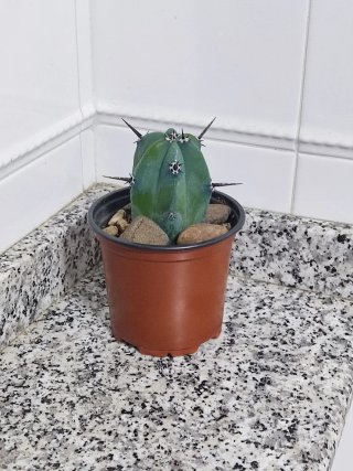 Cactus Myrtillocactus Geometrizans (Mirto Azul)