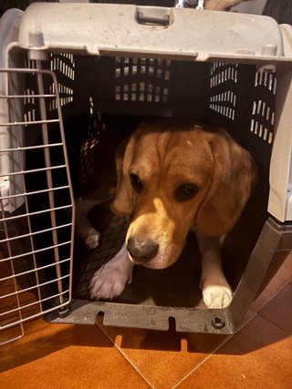 Transportín perro mediano tipo Gulliver