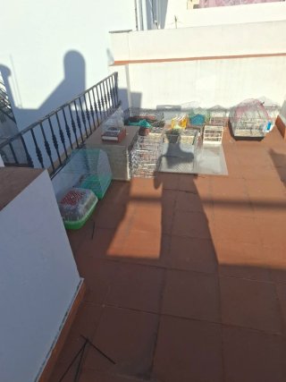Jaulas para pájaros
