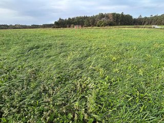 Terreno en venta en Castropol