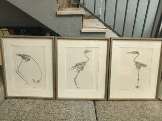 4 Cuadros Esqueletos dinosaurios