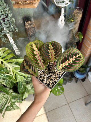 Marantha Leuconeura