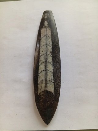 Fósil Orthoceras Pulido