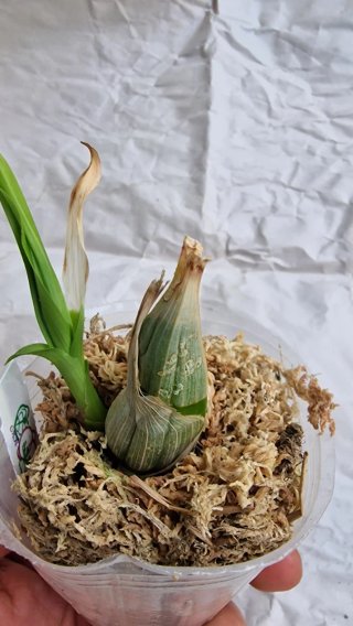 Orquídea Clowesetum Penang Waltz