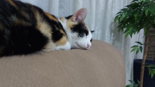 Cuidadora de mascotas