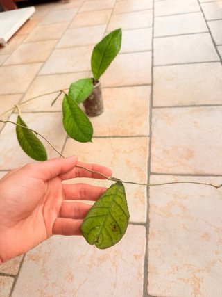 Hoya Sabah