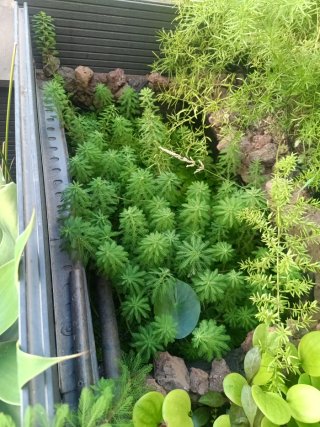 Pinitos de agua para estanque