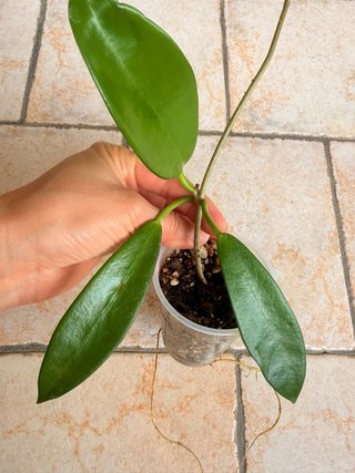 Hoya Pubicalyx Black Dragon