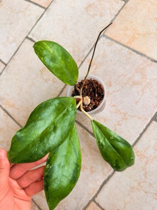 Hoya UT 249 Mindanao